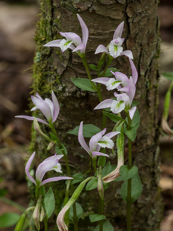 Triphora trianthophoros (Three-birds orchids)