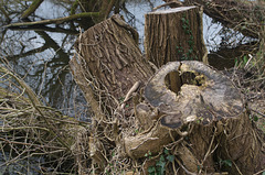 Tree stump by the water