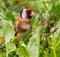 Goldfinch feeding on dandylions