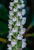 Goodyera pubescens (Downy Rattlesnake Plantain orchid)