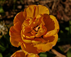 Tulip 4