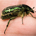 IMG 0458 Rose Chaferv2