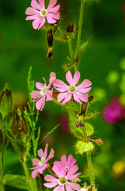 20230531 0383CPw [D~LIP] Rote LICHTNELKE (Silene dioica), UWZ, Bad Salzuflen