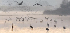 Early morningat lake Hule, Israel