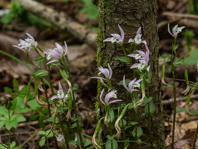 Triphora trianthophoros (Three-birds orchids)