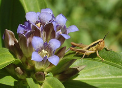 DSC 0425aa