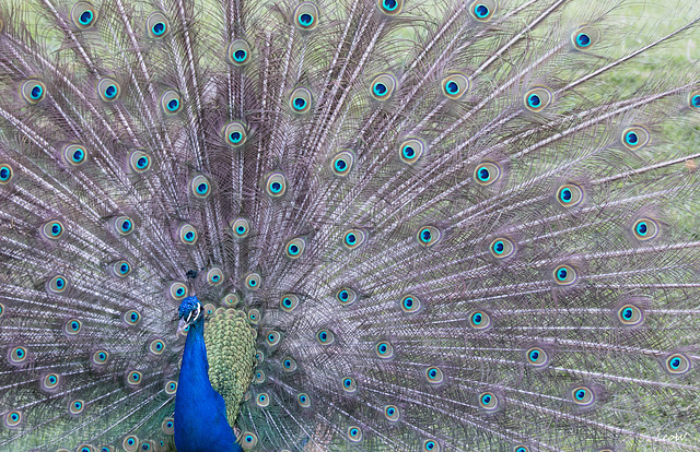 Peacock ++ Pfau