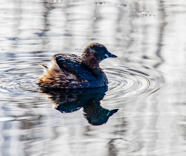 Small grebe