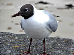 Mouette de Bonaparte