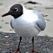 Mouette de Bonaparte