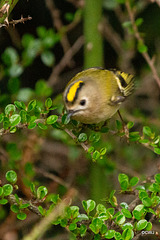 The Goldcrest family are back in residence in the Cotoneaster bush