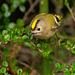 The Goldcrest family are back in residence in the Cotoneaster bush