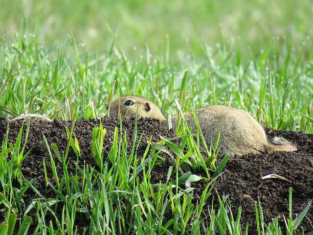 Richardson's Ground Squirrel