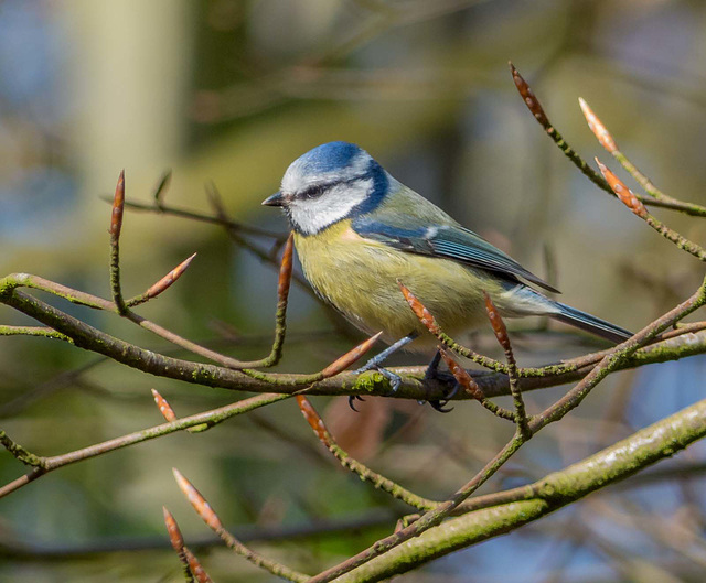 Blue tit (23)