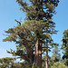 Sierra Juniper