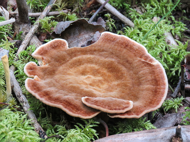 Tesselated Tooth Fungus / Hydnellum strobiculatum