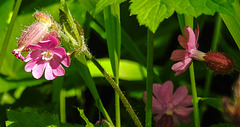 20230531 0385CPw [D~LIP] Rote LICHTNELKE (Silene dioica), UWZ, Bad Salzuflen