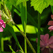 20230531 0385CPw [D~LIP] Rote LICHTNELKE (Silene dioica), UWZ, Bad Salzuflen