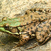 Another frog_ DSC 6073