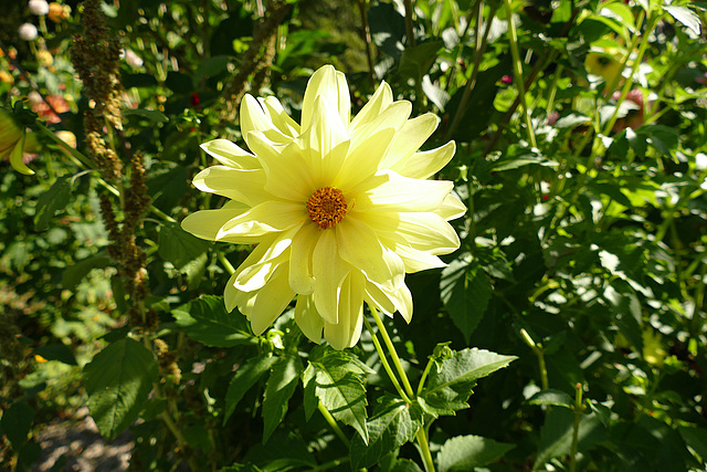 Etwas sonniges von einem schönen Septembertag