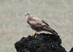 Bussard