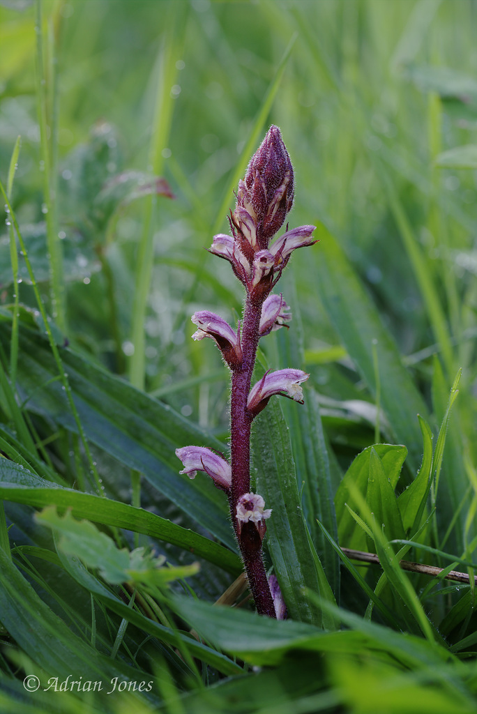 Common Broomrape (Orobanche minor)