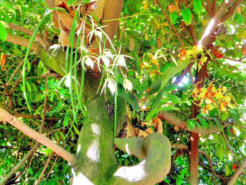 Orchids on the trees. ©UdoSm