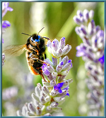 Hummel auf Lavendel. ©UdoSm