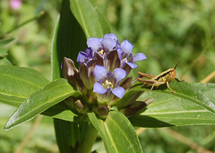 DSC 0425a