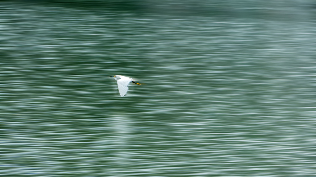 The white Heron