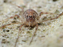 Harvestman