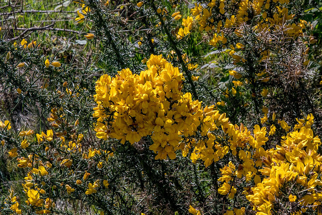 Gorse in blossom