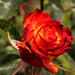 Rote Rose im Sonnenlicht