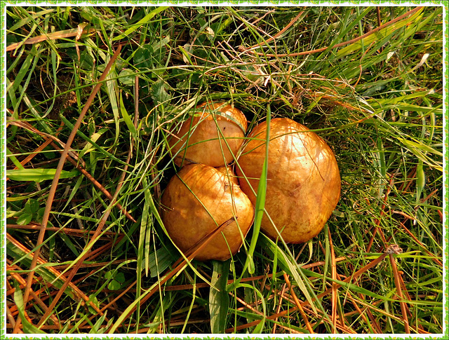 Champignons à la plage de la Ville ger (22)