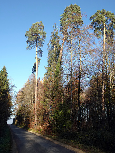 Alles Überragend