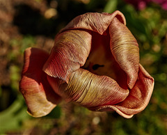 Tulip 2