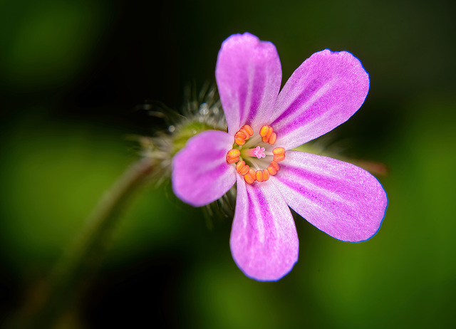 Der Purpur Storchschnabel :))  The purple cranesbill :))  Le géranium sanguin violet :))