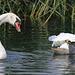 EOS 90D Peter Harriman 13 10 12 85437 swans dpp