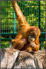Orang-Utan Orang-Utan