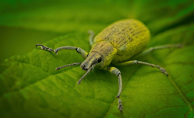 Der Gelbe Rüsselkäfer (Curculionidae ) hat mir Vorne reingeschaut :)) The yellow weevil (Curculionidae) looked in the front of my car :)) Le charançon jaune (Curculionidae) a regardé à l'avant de ma v