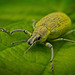 Der Gelbe Rüsselkäfer (Curculionidae ) hat mir Vorne reingeschaut :)) The yellow weevil (Curculionidae) looked in the front of my car :)) Le charançon jaune (Curculionidae) a regardé à l'avant de ma voiture :))