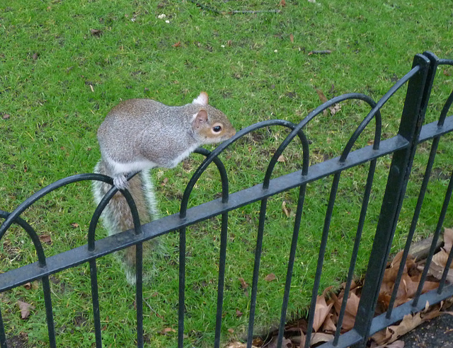 Grey Squirrel