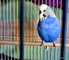 Blue Budgie.