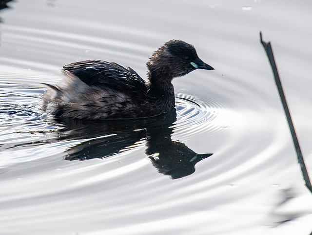 Small grebe