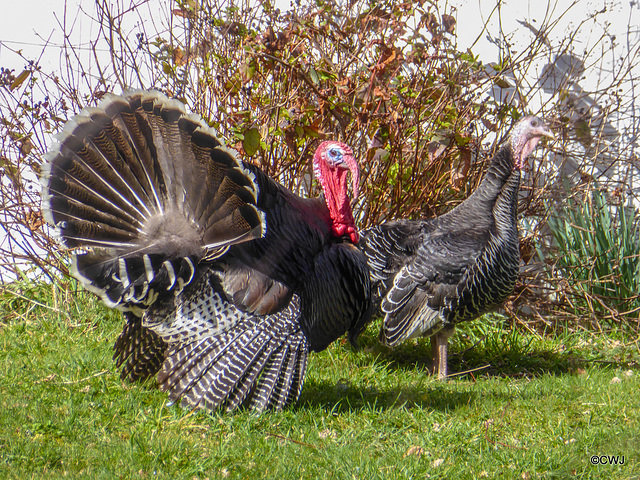 LR-1030292American Turkey Cock strutting its stuff, by the Speyside Way!