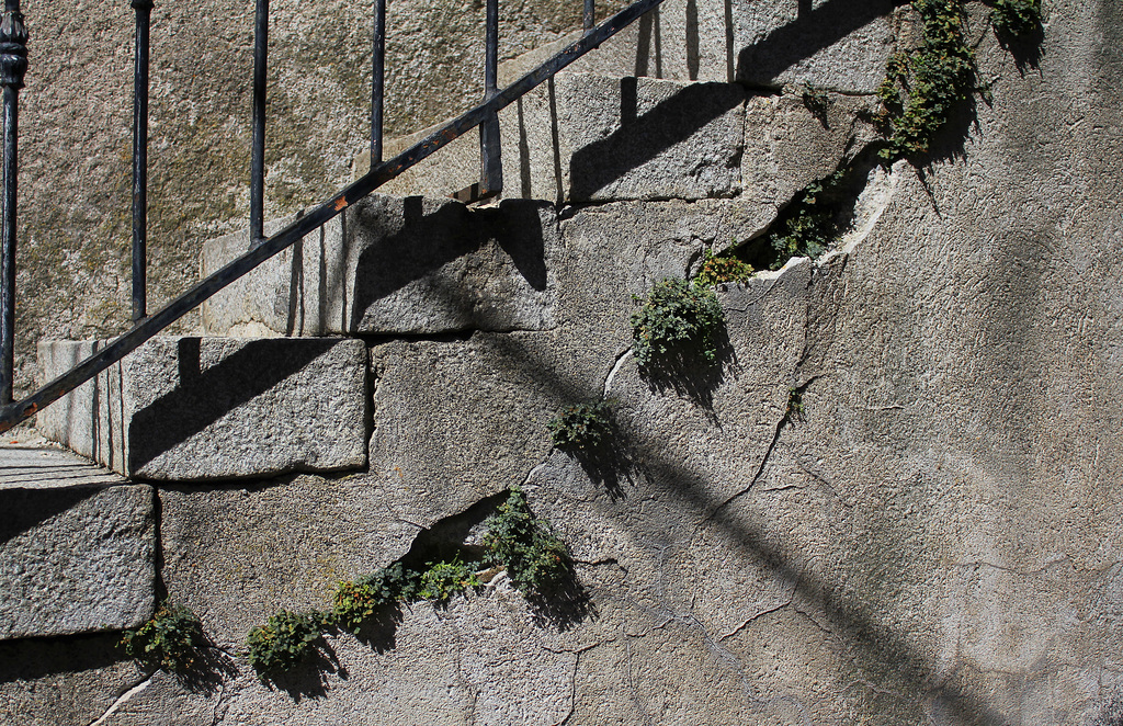 Asplenium ruta - muraria , Doradille des murs