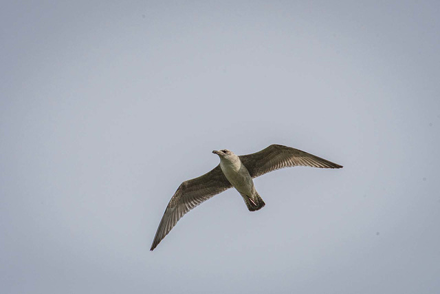 Gull in flight