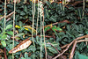 Goodyera pubescens (Downy Rattlesnake Plantain orchid)