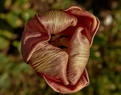 Tulip 1