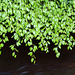 Green over water